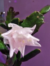 Schlumbergera. Variété "
