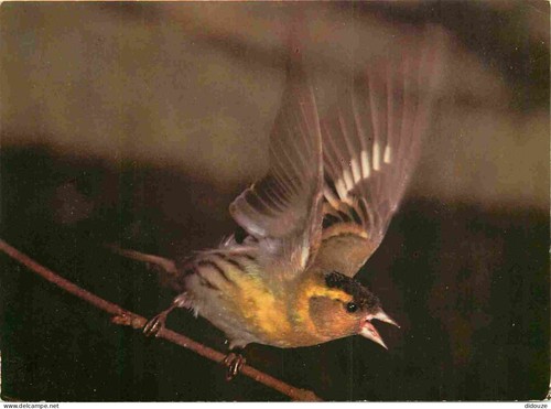 Carte postale animaux - postale,