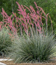 6 graines de YUCCA ROUGE