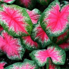 Caladium Tubercule Feuilles
