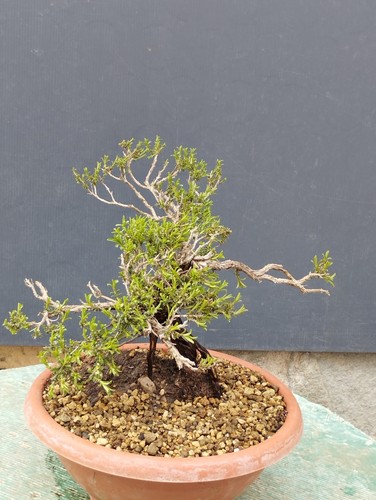 Bonsaï thym mediterraneo20 - thym, x