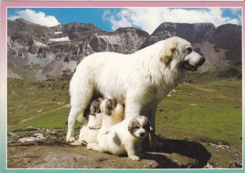 Chienne des pyrenees chien - des,