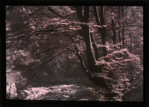 Autochrome lot - autochrome, x2