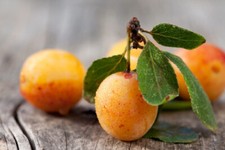 Vieilles Cuvées Eau De Vie de Mirabelle de Lorraine, de Kirch, et de Calvados.