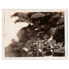 Chokecherry Branch - 1930s Botanical Photo - Prunus Virginiana Plant Fruit