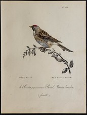 1830 - Sizerin flammé - Lithographie ancienne d'oiseau (Ornithologie) couleurs