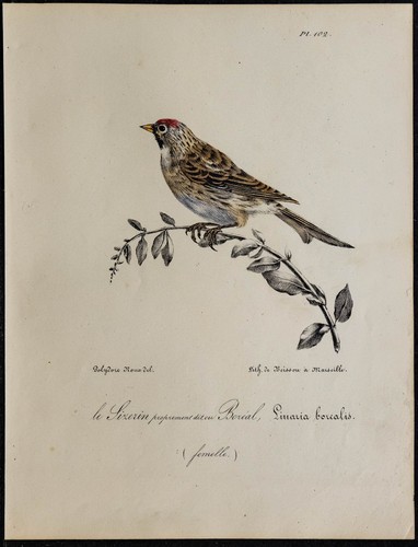 1830 sizerin flammé - 1830,