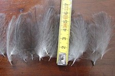 1g Plumes cul de canard (CDC)