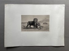 Meute de lions, gravure