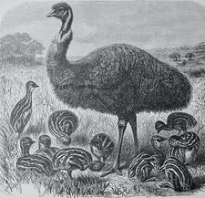 c1895 Antique Bird Print EMEU & CHICKS Royal Natural History - Lydekker