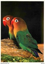 Carte Postale - Animaux -