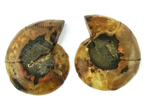 108 ammonite naturelle - ct,