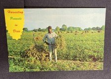 Vtg 1950's PEANUT HARVEST African-American Black Interest Americana Postcard