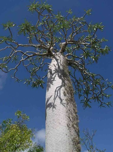 Pachypodium mikea madagascar - pachypodium, mikea,