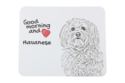 Bichon havanais sous main - bichon,
