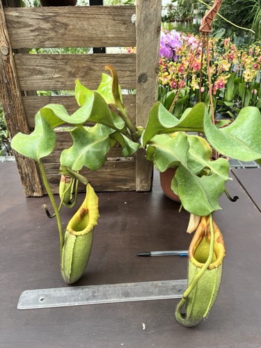 Nepenthes veitchii maliau - nepenthes,