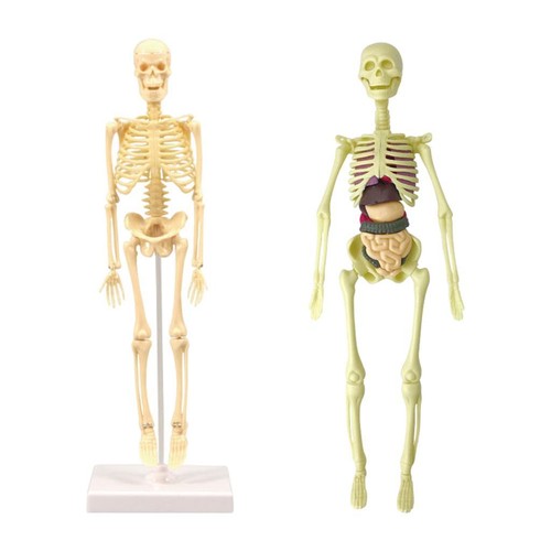 Corps anatomie modèle - corps,