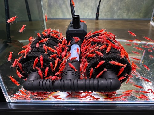 Lots 1 crevettes - de, 10+1