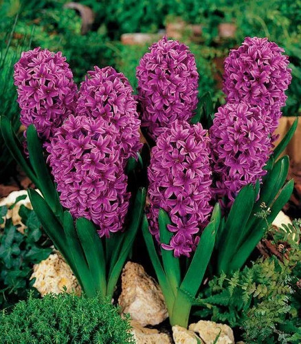 Bulbes jacinthes violet - 5,