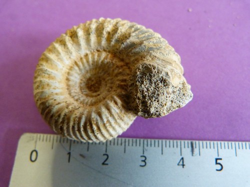 Ammonites bajocien - ammonites,