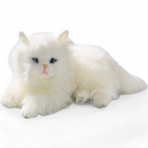Carl dick chat persan - dick, blanc