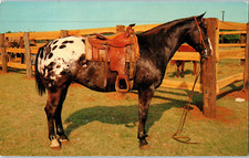 Grand Champion Appaloosa Hongre Cheval Carte Postale