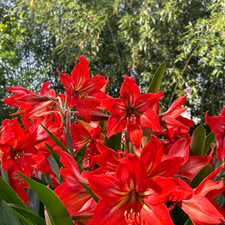 Giant Amaryllis Bulbs Bloom in