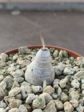 BRACHYSTELMA BARBERAE POT8CM