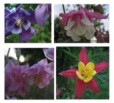 +100 GRAINES ANCOLIE mélange