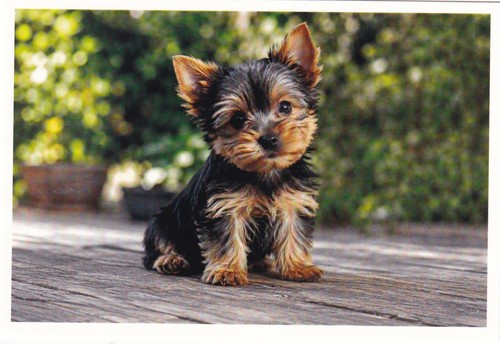 Carte postale chiot - 🦬carte,