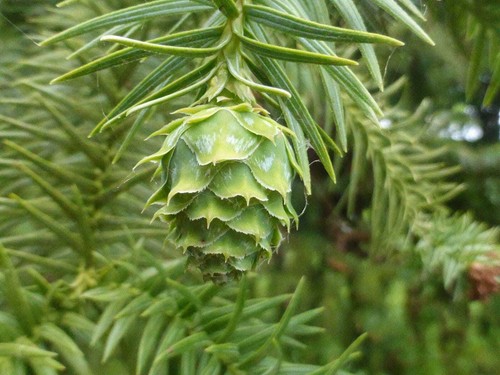 Graines araucaria chine - graines,