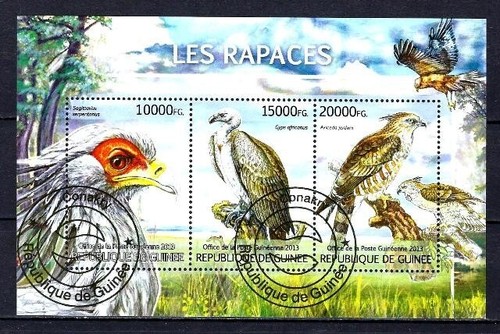 Animaux oiseaux rapaces - animaux,