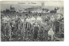 21  POMMARD  LES VENDANGES