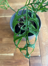 Monstera Obliqua Peru 20/25 cm