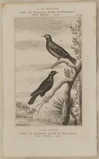 Buffon Original 1850 Merlo Parlante Mynas Mainate Oiseaux Ornithologie Birds