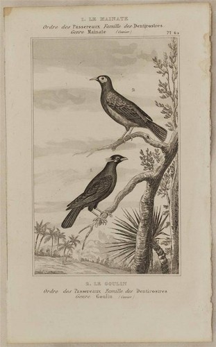 Buffon original 1850 - buffon,