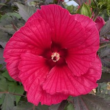 Hibiscus Carrousel®  'Pink