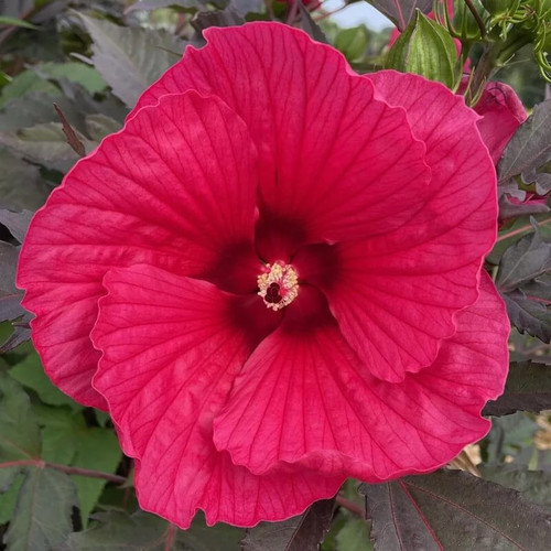Hibiscus carrousel pink - , 'pink