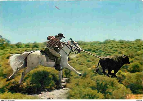 Carte postale camargue - -,