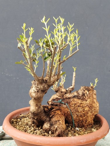 Bonsaï olivier 20 cm - bonsaï,