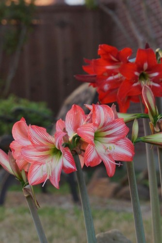 Amaryllis lily bulb - amaryllis, live