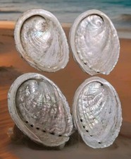 Coquilles D'ormeaux Nacre