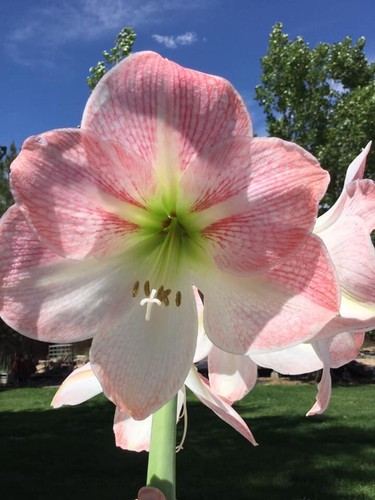 Hippeastrum giant amaryllis - hippeastrum,,