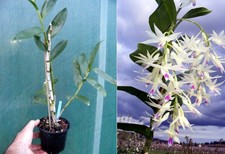 Dendrobium amethystoglossum