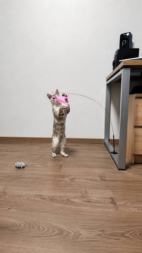 Jouet interactif pour chat - interactif,