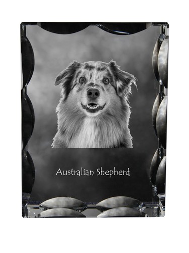 Chien berger australien - chien,