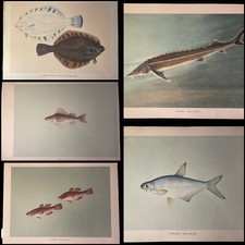 5 grandes planches anciennes