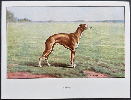 Whippet reproduction couleur - whippet,