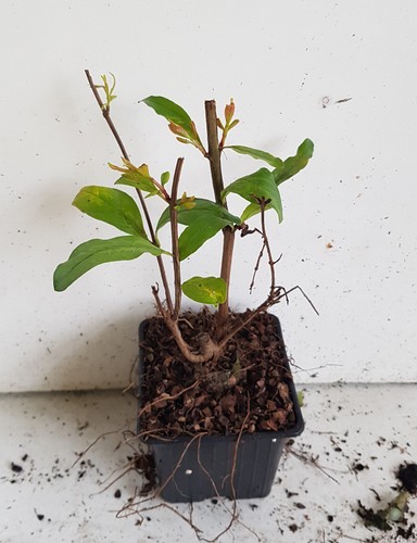 Punica granatum wonderful - punica, 'wonderful'