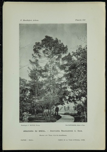 1898 araucaria brésil - araucaria,
